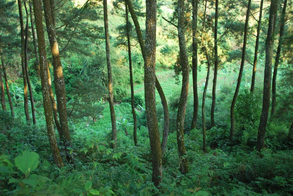 Hutan pinus yg dekat Vila Botani