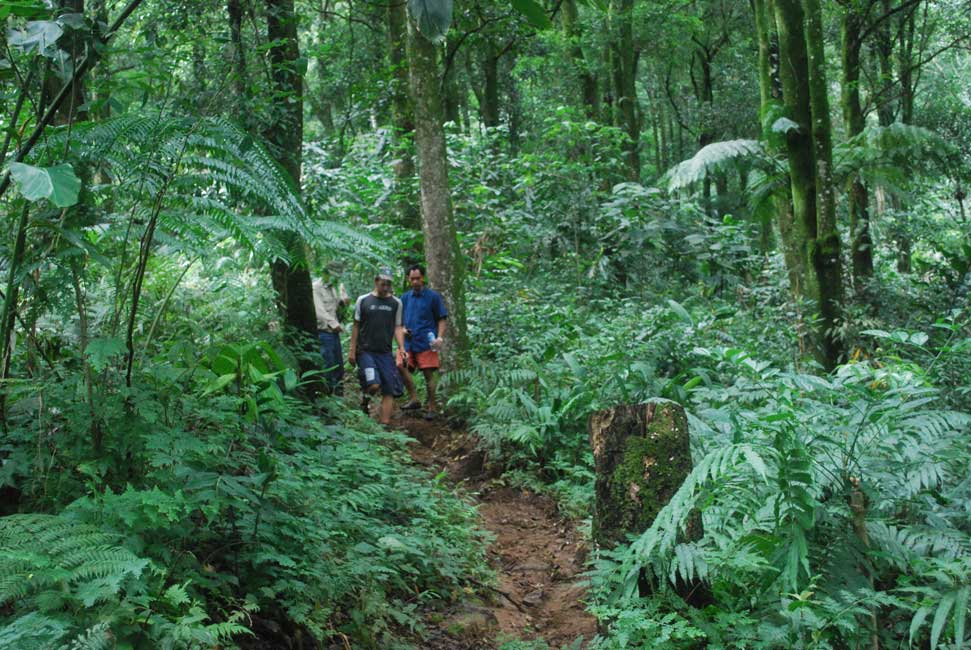 Hiking di hutan pinus dekat Vila Botani
