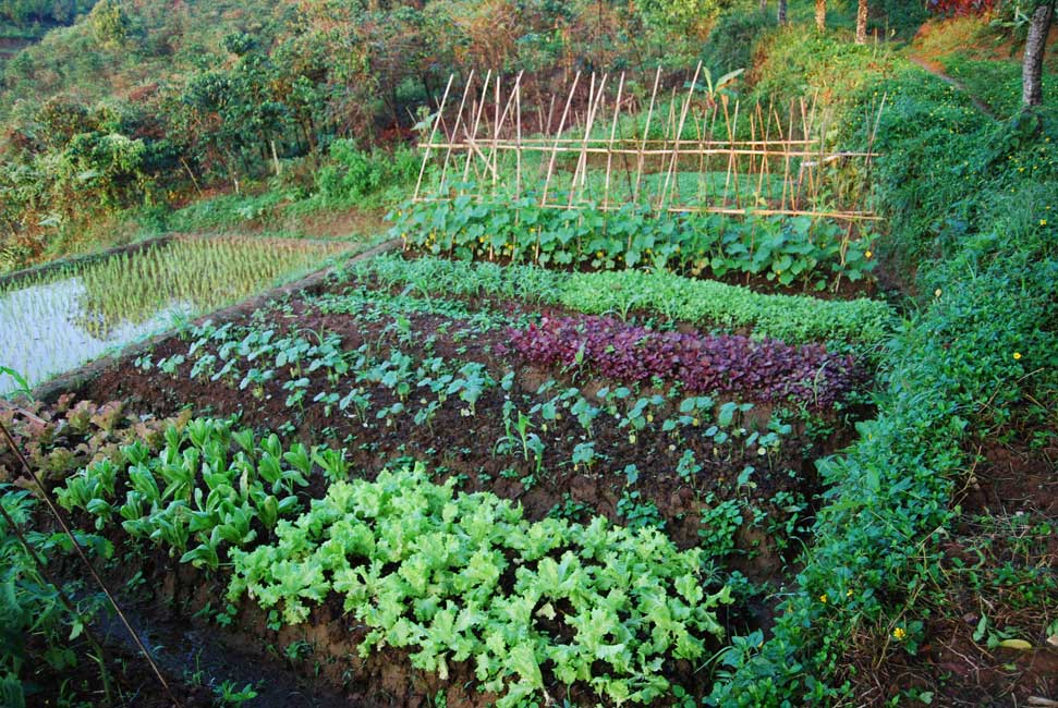 Sayuran organik yg tumbuh rapih di Vila Botani
